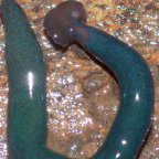 Во Францию проникли африканские 'черви-молоты' (Этот червь, найденный во Франции, изначально обитал на острове Майотта в Индийском океане) Этот червь, найденны…